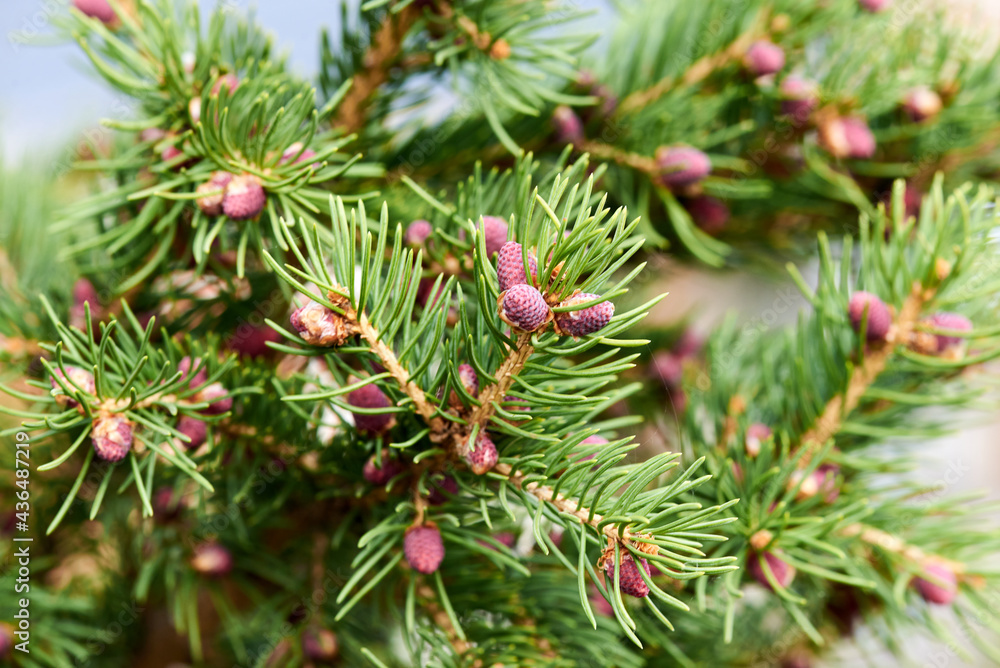 close-up of green needles on a brown spruce branch close-up of green needles on a brown spruce branch