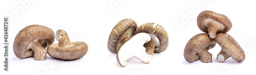 Collection of shiitake mushroom isolated on White background