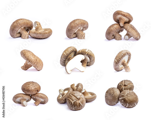 Collection of shiitake mushroom isolated on White background