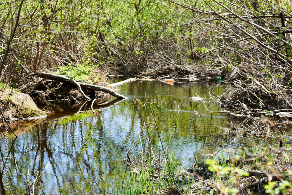 pond in the forest overgrown with branches pond in the forest overgrown with branches