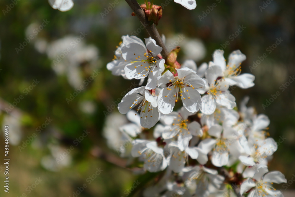 White cherry flowers in focus. Blurry background. Nice view. Spring time in Swedish nature. Stockholm, Sweden, Europe. White cherry flowers in focus. Blurry background. Nice view. Spring time in Swedish nature. Stockholm, Sweden, Europe.