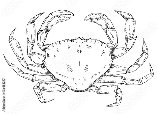 Crab isolated on white. black vintage engraving