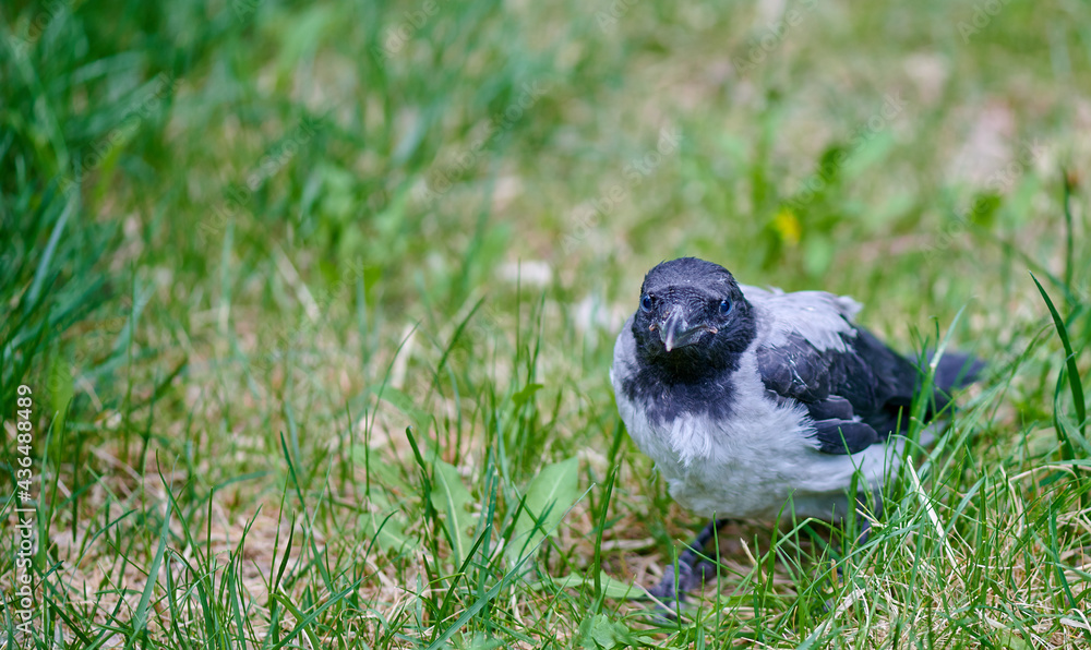 Obraz premium sitting on green grass black and white magpie chick