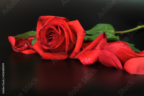 Fototapeta Naklejka Na Ścianę i Meble -  Red Rose with Scattered Patels on a Black Background