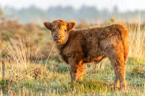 Beautiful Highland calf cattle (Bos taurus taurus) grazing in field. Veluwe in the Netherlands. Scottish highlanders in a natural  landscape.      photo