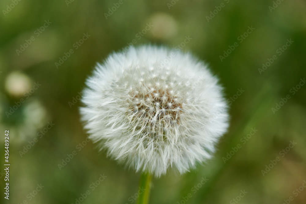 dandelion is a perennial herb of the or Asteraceae family