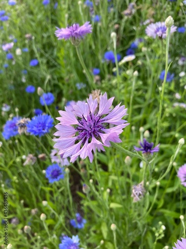 wild purple cornflowers on the street