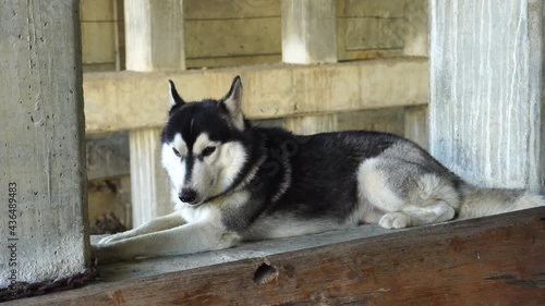video of a Siberian husky resting on the floor looking very calm.