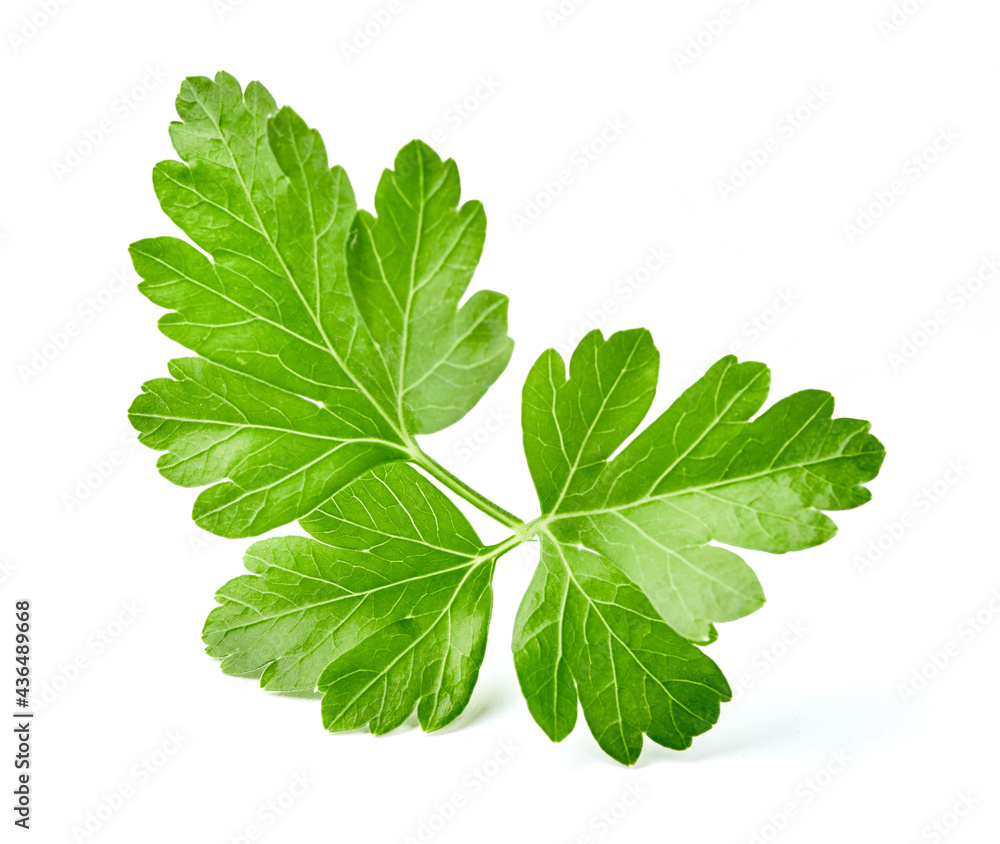 Parsley isolated on white background. Fresh parsley. Leaf of parsley. Parsley isolated on white background. Fresh parsley. Leaf of parsley.