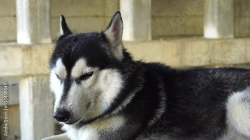 Close-Up video of a Siberian husky resting on the floor looking very calm.