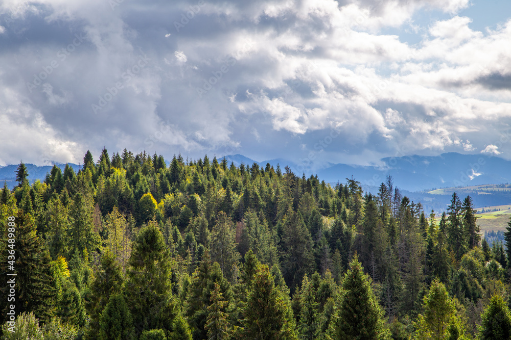 landscape of coniferous forest on a cloudy summer day in the mountains. wet. landscape of coniferous forest on a cloudy summer day in the mountains. wet.
