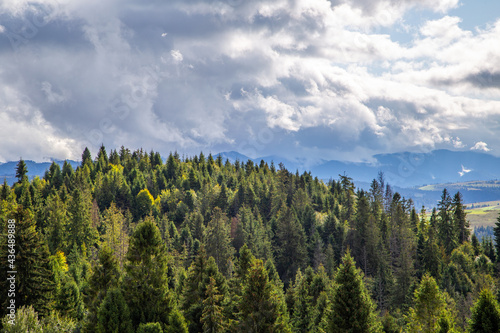 landscape of coniferous forest on a cloudy summer day in the mountains. wet.