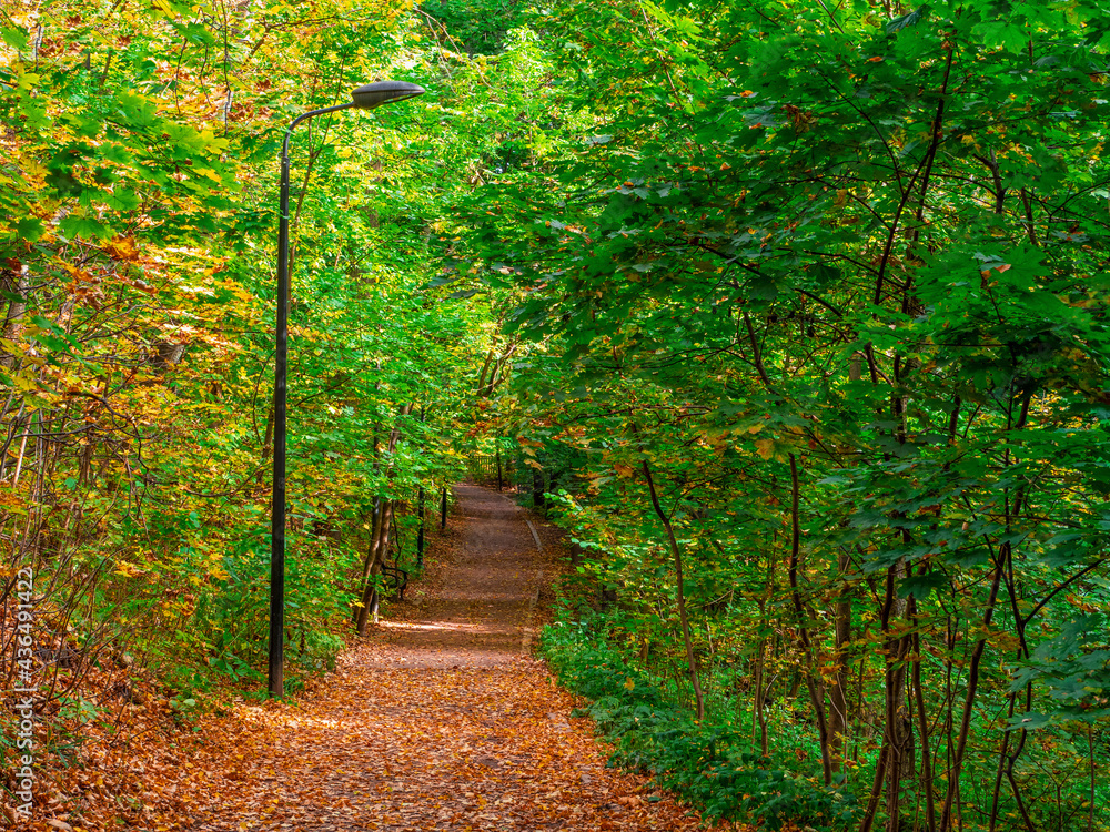 Fototapeta premium Filled with leaves autumn path in the Park.