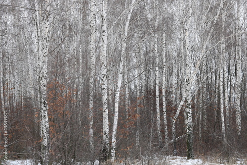 Young birches with black and white birch bark in winter in birch grove against background of other birches