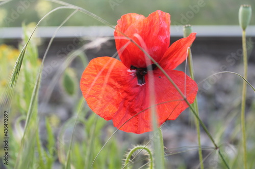 Red poppy, nature, flower