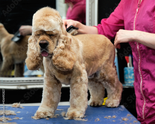 An American Cocker Spaniel stands on a table in the salon being tended by a groomer