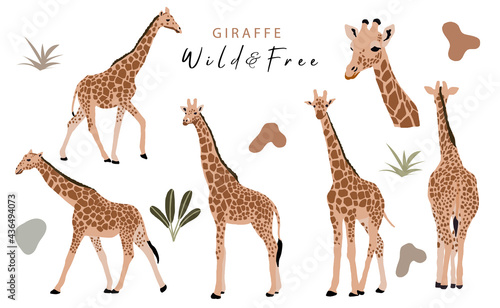 animal object collection with giraffe,jungle. illustration for icon,sticker,printable