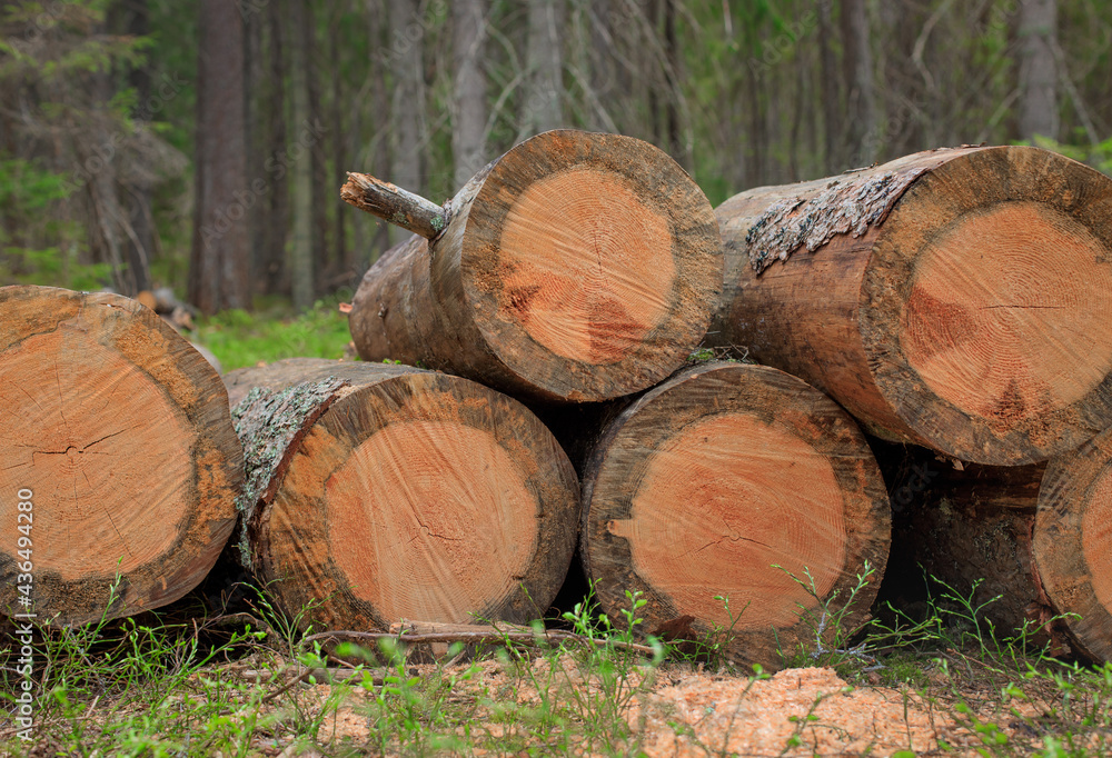 a sawn tree in the forest, logging, deforestation, round logs lie in a clearing, respect for nature and forests a sawn tree in the forest, logging, deforestation, round logs lie in a clearing, respect for nature and forests