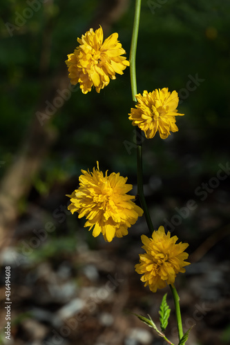 Kerria Japonica Pleniflora Yellow Flowers Fototapet