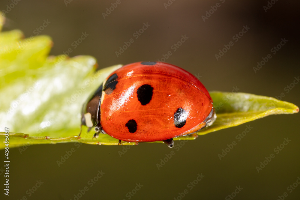 Obraz premium Close-up of a ladybug on a green leaf.