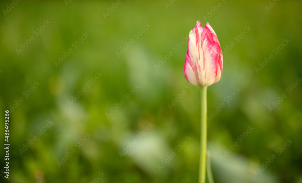 Tulip flowers in the park in nature.