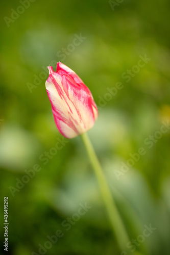 Tulip flowers in the park in nature.