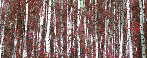beautiful abstract scene with birches in red autumn birch forest in october among other birches in birch grove