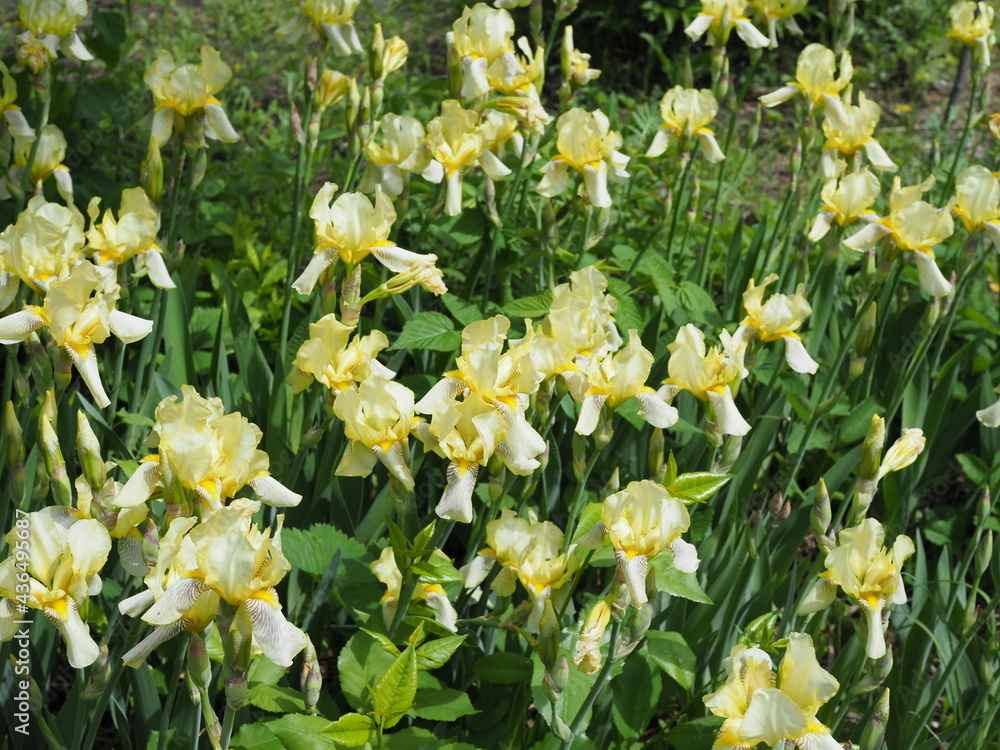 Fototapeta premium Yellow Iris flowers in the Kitchen garden