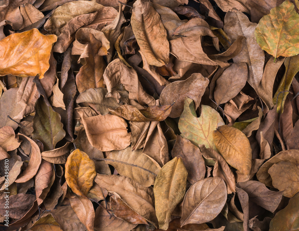 dried tree leaves, dead, fallen and discolored leaves surface, natural background texture or wallpaper abstract, top down view dried tree leaves, dead, fallen and discolored leaves surface, natural background texture or wallpaper abstract, top down view