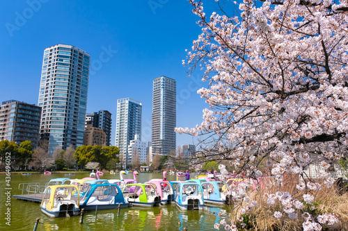 東京都台東区 春の上野公園 不忍池と桜 © 健太 上田