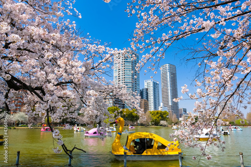 Photos 東京都台東区 春の上野公園 不忍池と桜