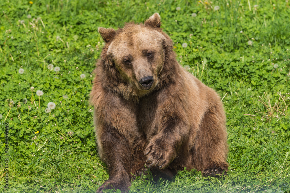 Brown bear