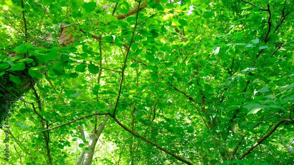 green forest in spring time green forest in spring time