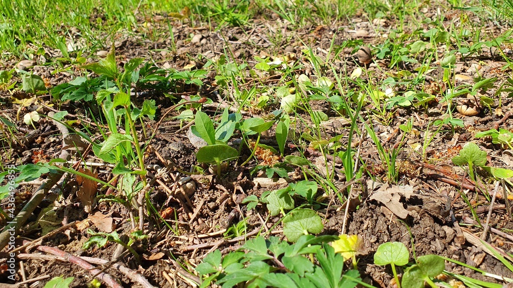 Fototapeta premium Lake tree