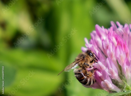 Macro honeybee pollinating purple blooming Clover (Trifolium) flower. Apis Mellifera bee looking for nectar on trefoil blossom. Closeup, detail, bokeh blur background, copy space. Soft selective focus