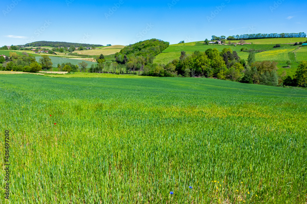 Paysage des Monts du Lyonnais au printemps avec un champ de blé vert dans le département du Rhône près d'Izeron