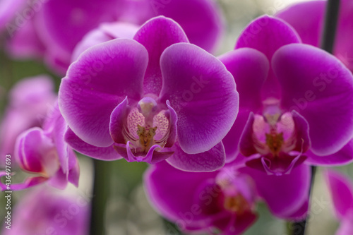 Purple Orchid Flower, natural light background.