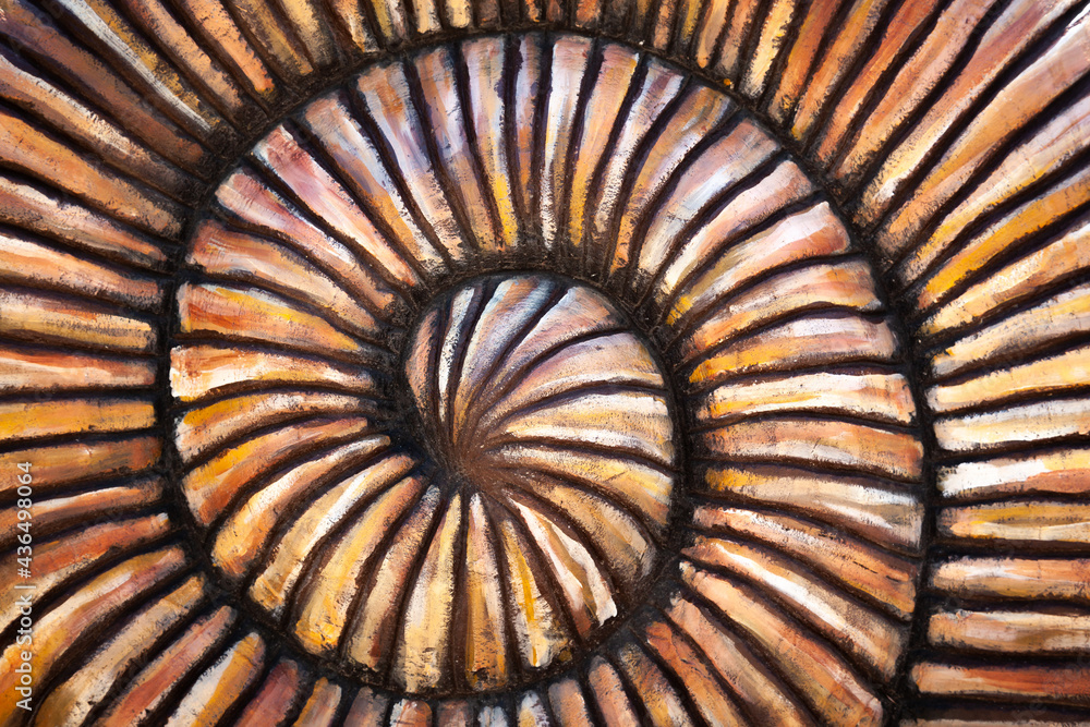 Fibonacci spiral. Closeup snail shell in the form of a fibonacci