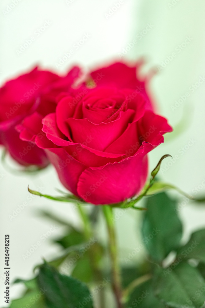Red rose Red rose