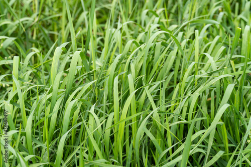 Macro shot of green fresh grass  lawn surface  nature texture  clover shamrock
