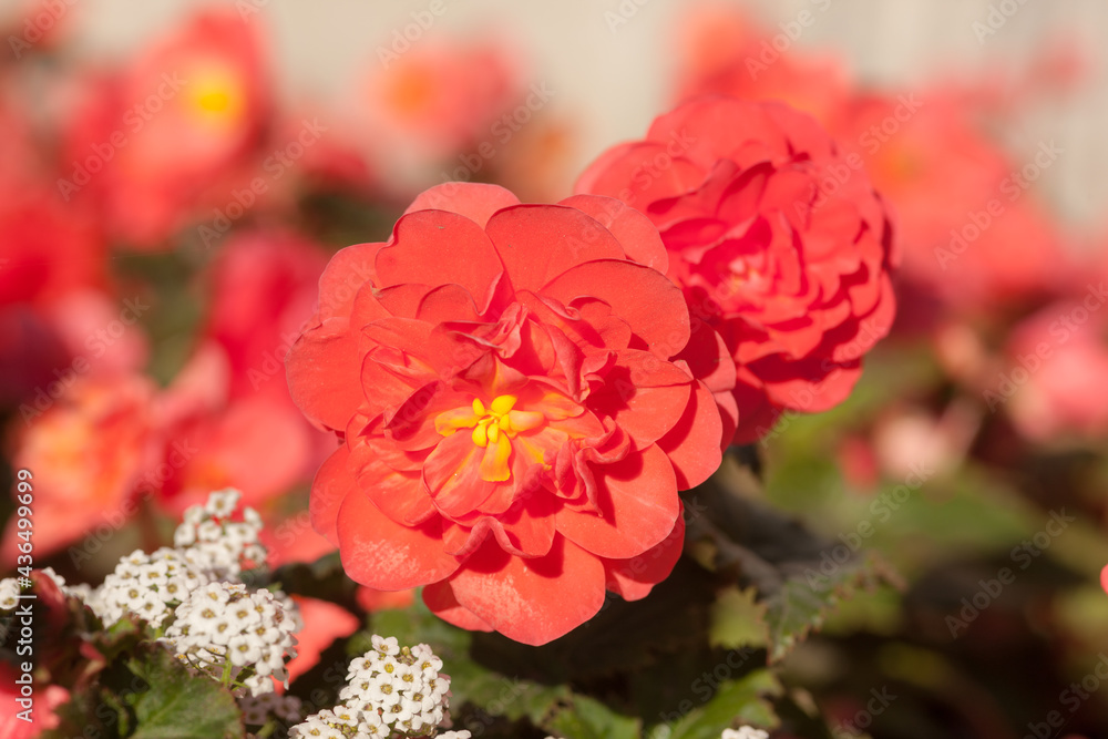 red begonia flowers
