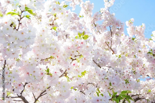 桜満開