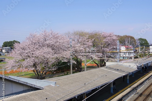 七里駅から見える桜