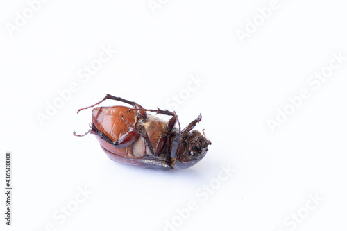 Brown beetle lies on its back, dies with its head obliquely to the right.