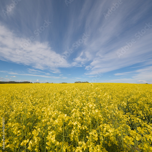 Ein gelbes Rapsfeld bildet einen starken Kontrast zu weißen Zirruswolken vor blauem Himmel