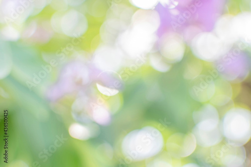 Blurred background of purple flowers  leaves and bokeh.