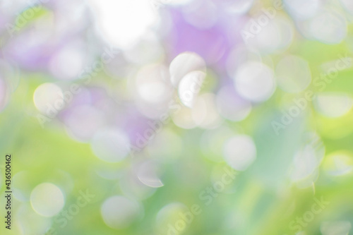 Soft blurred background of pale purple flowers with leaves and bokeh.