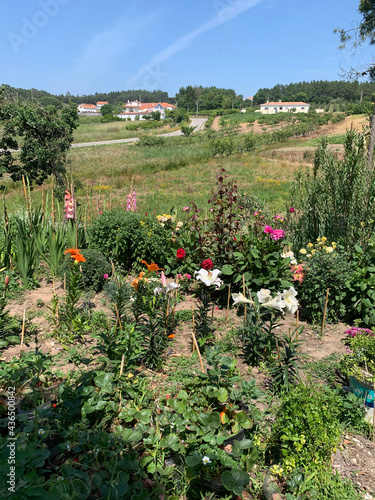 landscape with poppies