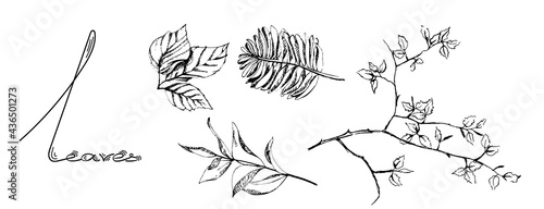 graphics with black lines leaves and branches isolated on a white background. Design elements