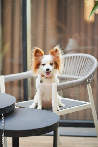 Papillon dog. A cute dog is sitting on a wooden white chair. A pure breed dog of Continental Toy Spaniel Papillon. Short hair for summer. Vintage film grained filter. Soft focus on the nose.